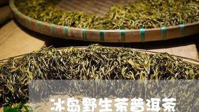 冰岛野生茶普洱茶/2023041315249