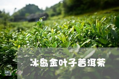 冰岛金叶子普洱茶/2023041348481