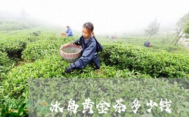 冰岛黄金茶多少钱/2023032804956