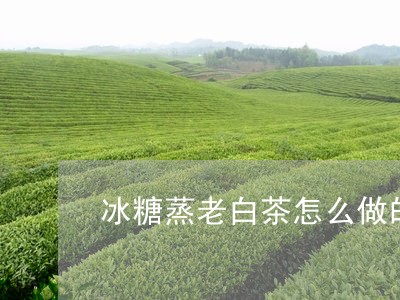 冰糖蒸老白茶怎么做的好喝/2023040221615