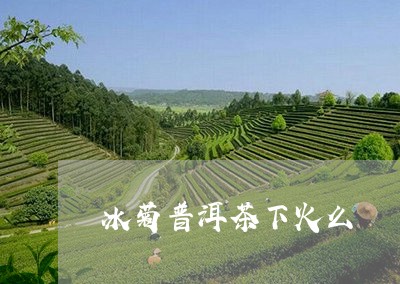 冰菊普洱茶下火么/2023033055361