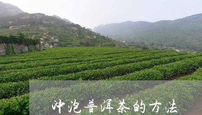 冲泡普洱茶的方法/2023031867360