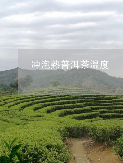 冲泡熟普洱茶温度/2023040923835