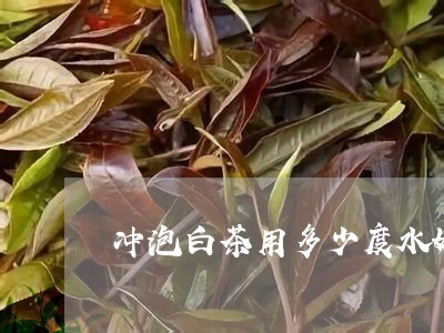 冲泡白茶用多少度水好一点/2023040224715