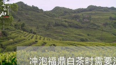 冲泡福鼎白茶时需要洗茶吗/2023040270682