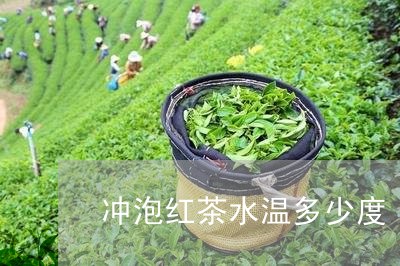 冲泡红茶水温多少度/2023041559490