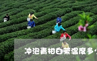 冲泡青柑白茶温度多少合适/2023040291602