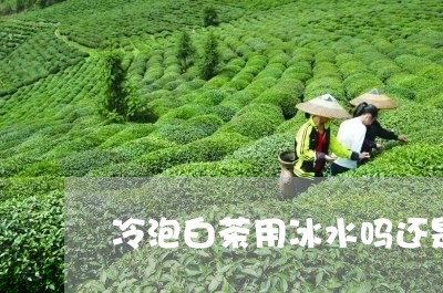 冷泡白茶用冰水吗还是热水/2023040203703