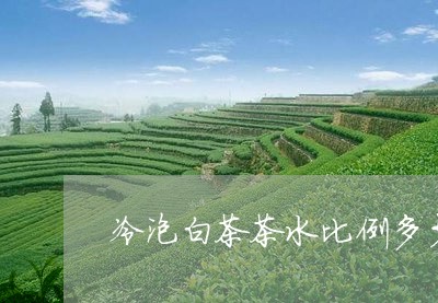 冷泡白茶茶水比例多少为好/2023040204715