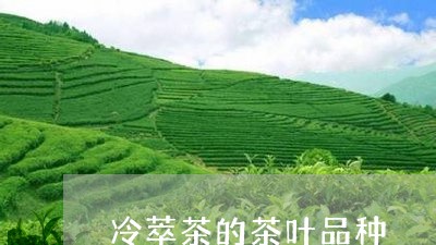 冷萃茶的茶叶品种/2023032534708