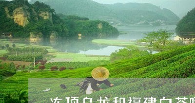 冻顶乌龙和福建白茶哪个好/2023040277383