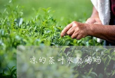 凉的茶叶水能喝吗/2023032615069