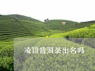 凌顶普洱茶出名吗/2023040135839