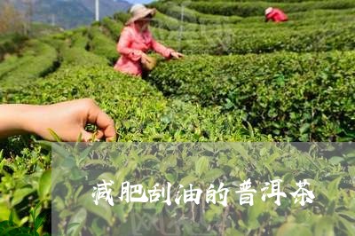 减肥刮油的普洱茶/2023031671714