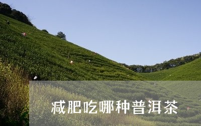 减肥吃哪种普洱茶/2023041021794