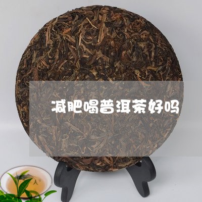 减肥喝普洱茶好吗/2023031859726