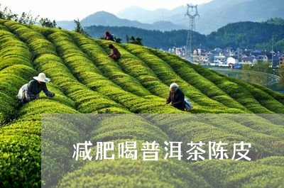 减肥喝普洱茶陈皮/2023040938402