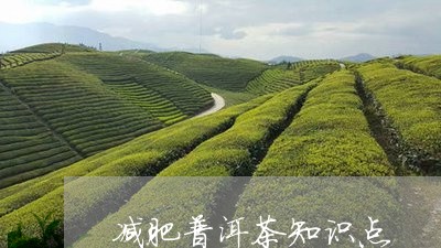 减肥普洱茶知识点/2023040186481