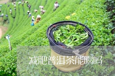 减肥普洱茶能喝吗/2023040183938