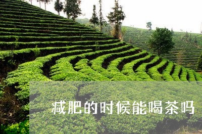 减肥的时候能喝茶吗/2023041628281