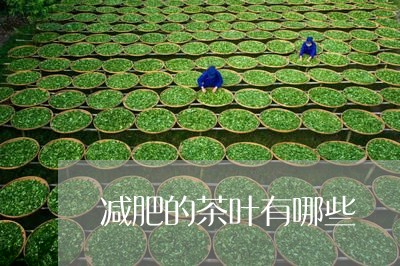 减肥的茶叶有哪些/2023032501716