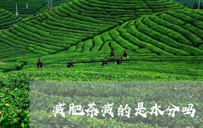 减肥茶减的是水分吗/2023031988371