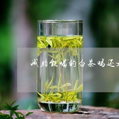 减脂能喝的白茶吗还是红茶/2023040272816