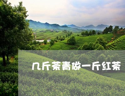 几斤茶青做一斤红茶/2023041516928