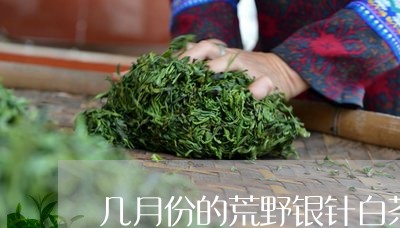 几月份的荒野银针白茶最好/2023040210494