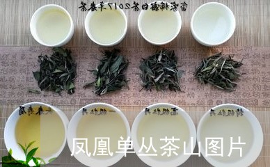 凤凰单丛茶山图片/2023032430473