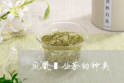 凤凰単丛茶的种类/2023032422927