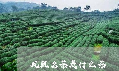 凤凰名茶是什么茶/2023032517562