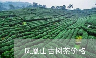 凤凰山古树茶价格/2023032604846