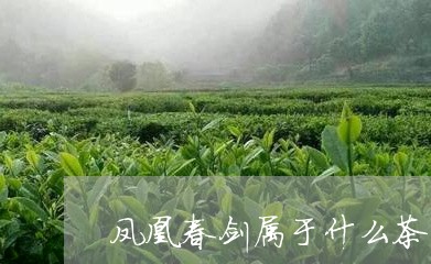 凤凰春剑属于什么茶/2023041547260