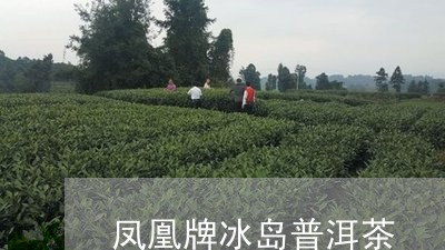 凤凰牌冰岛普洱茶/2023031705169