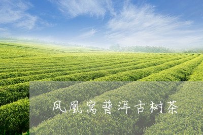 凤凰窝普洱古树茶/2023032938393