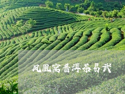 凤凰窝普洱茶易武/2023041345059