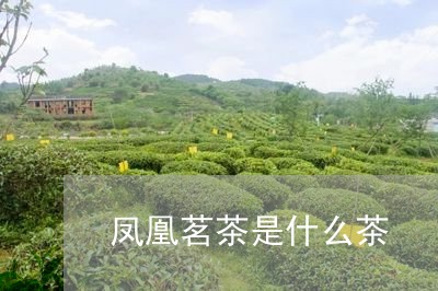 凤凰茗茶是什么茶/2023032473914