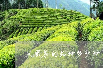 凤凰茶的品种多少种/2023041770583