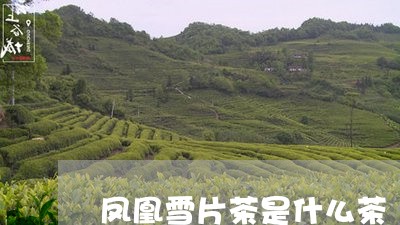 凤凰雪片茶是什么茶/2023041528613