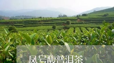 凤号馥普洱茶/2023041239471