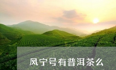 凤宁号有普洱茶么/2023033034036