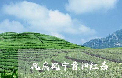 凤庆凤宁昔归红茶/2023032331635