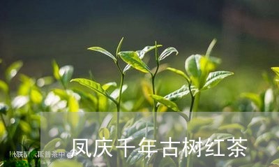 凤庆千年古树红茶/2023032520480