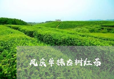 凤庆单株古树红茶/2023032571715