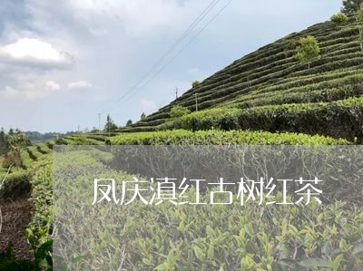 凤庆滇红古树红茶/2023032936472