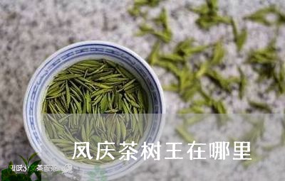 凤庆茶树王在哪里/2023032408582