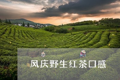 凤庆野生红茶口感/2023032415259