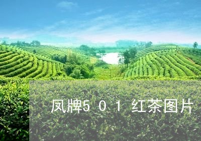 凤牌501红茶图片/2023041461584