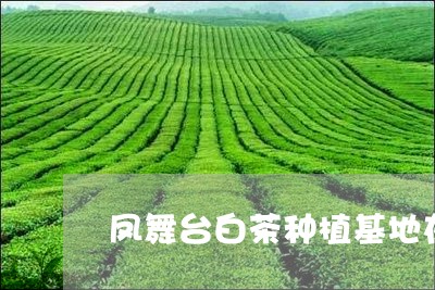 凤舞台白茶种植基地在那里/2023040256061